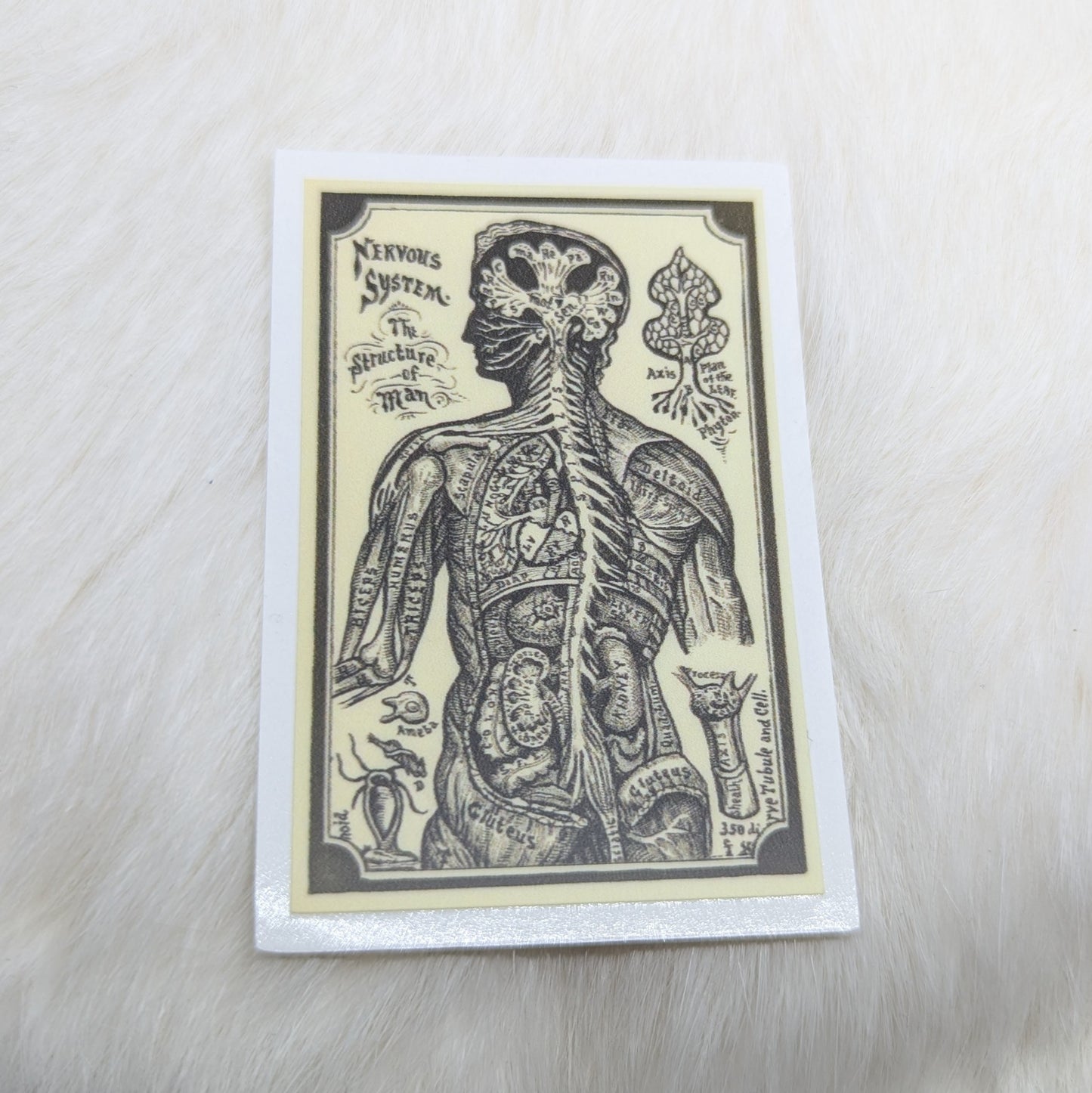 Nervous System Sticker